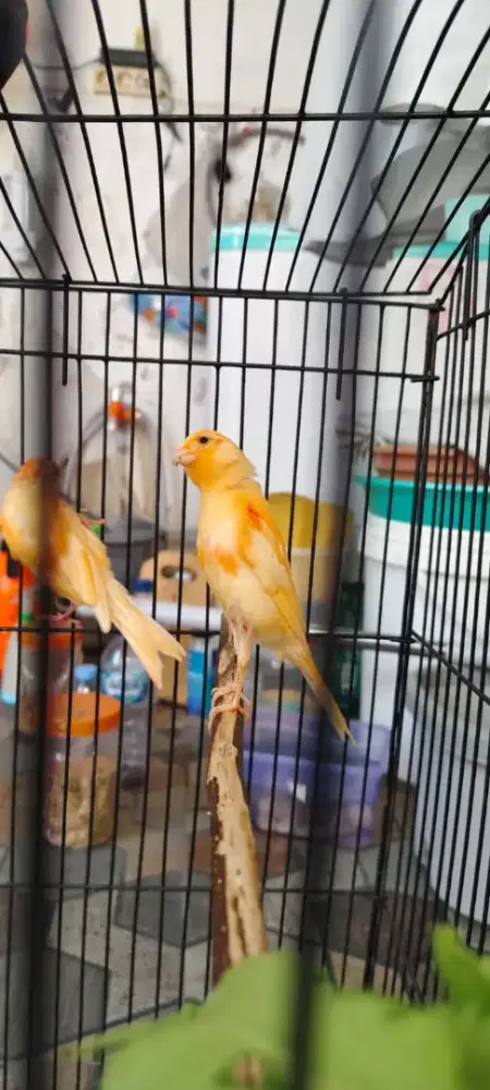 Kenari merlok paud usia 2 dan 3 bulan ada ready