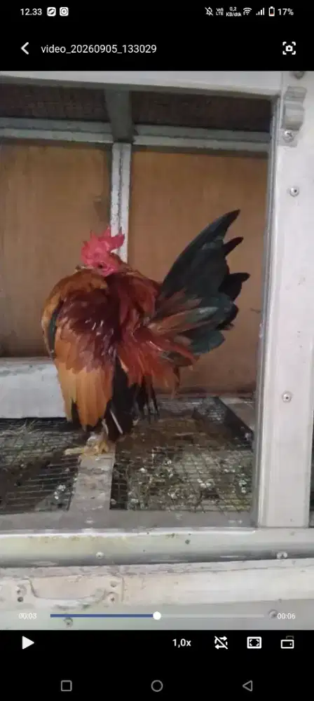 Ayam serama pacek jago jantan jago kawin selam siza mini murah