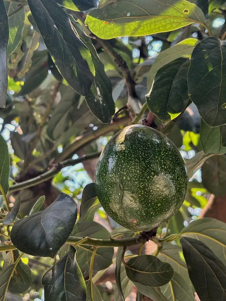 Alpukat Mentega rumahan