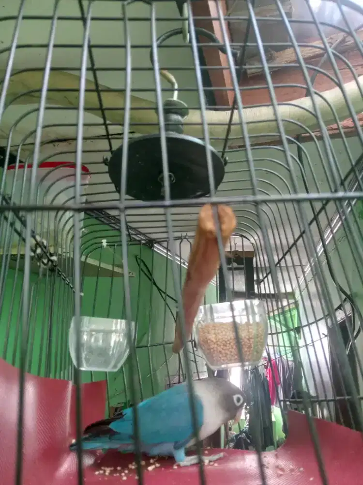 Jual burung lovebird big