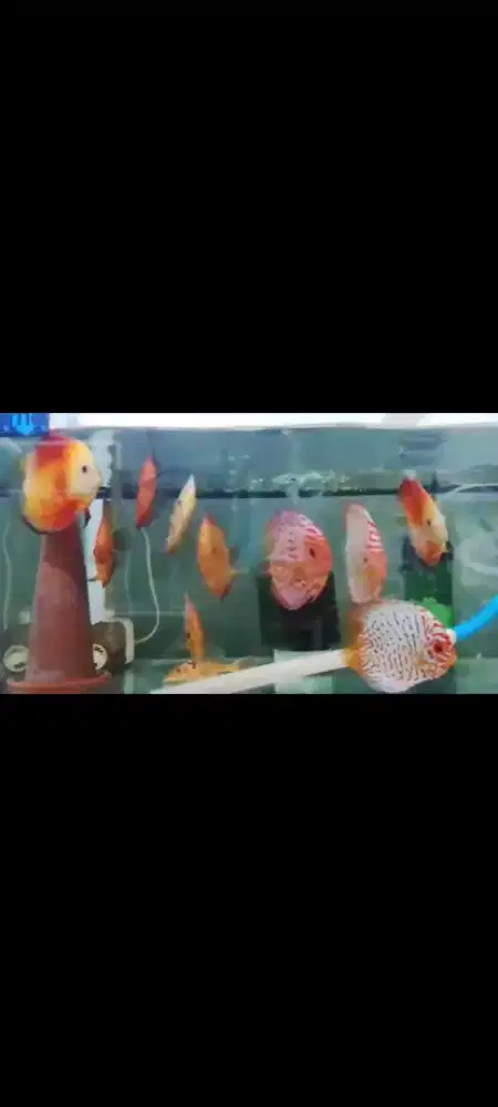 Ikan Discus Jumbo
