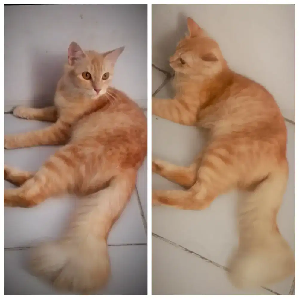 Kucing Persia Betina Medium usia 8 bulan