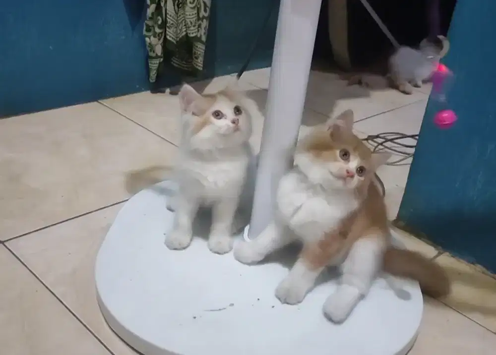 kitten Persia x Mainecoon
