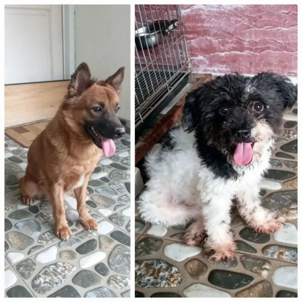 Oper adopsi anjing rumahan