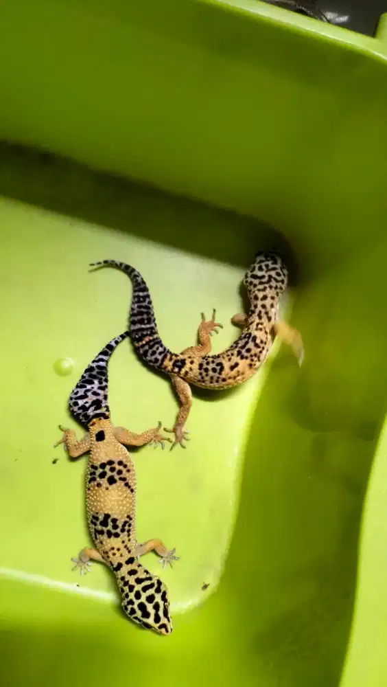 Leopard gecko lemon frost