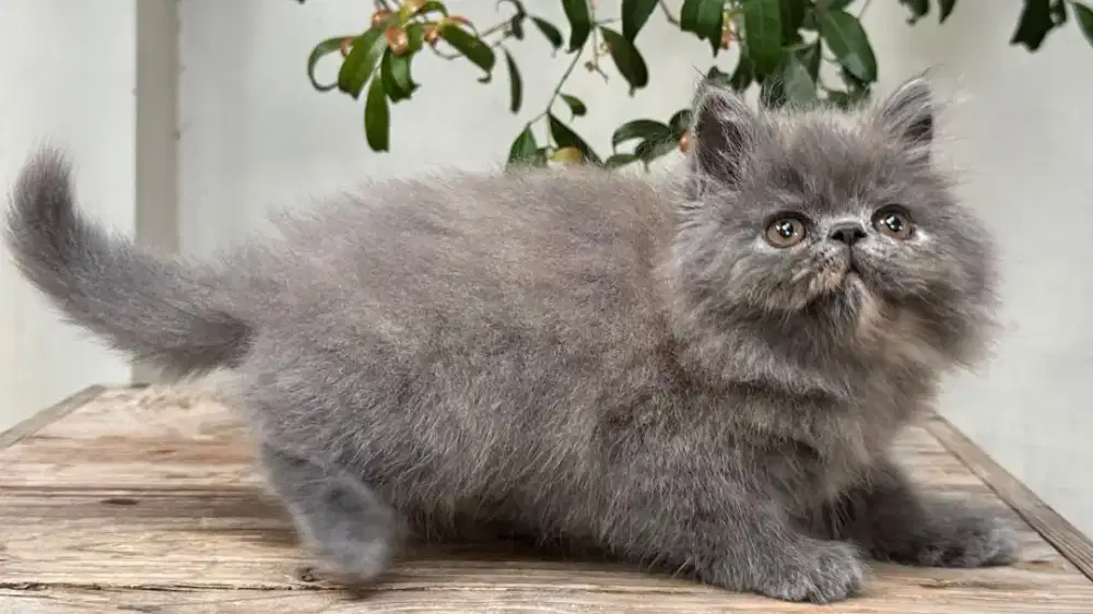 Kucing Persia Himalaya Lucu Gembul Aktif