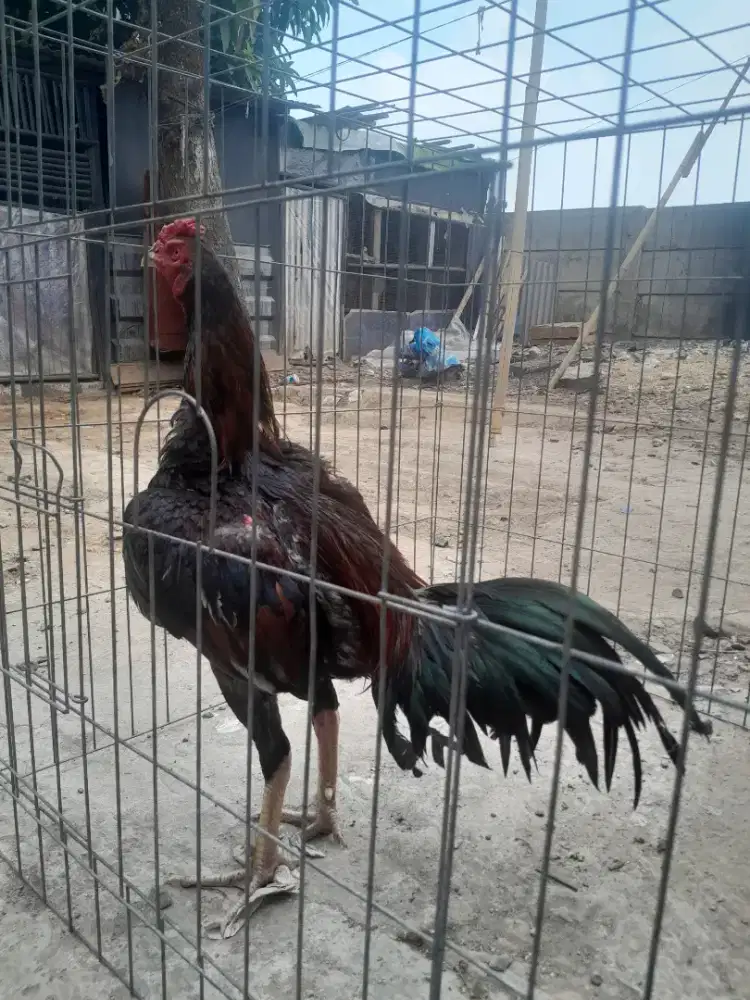 Ayam Bangkok X Mangon Semi Brakot