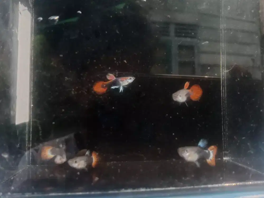 Guppy Hb red-rose tail harga terjangkau dan kualitas terjamin