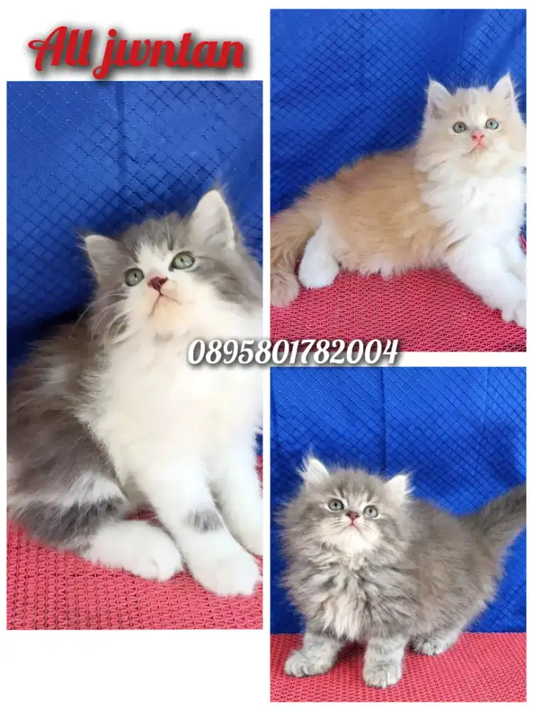kitten persia /kucing persia  jantan/ kucing persia  betina
