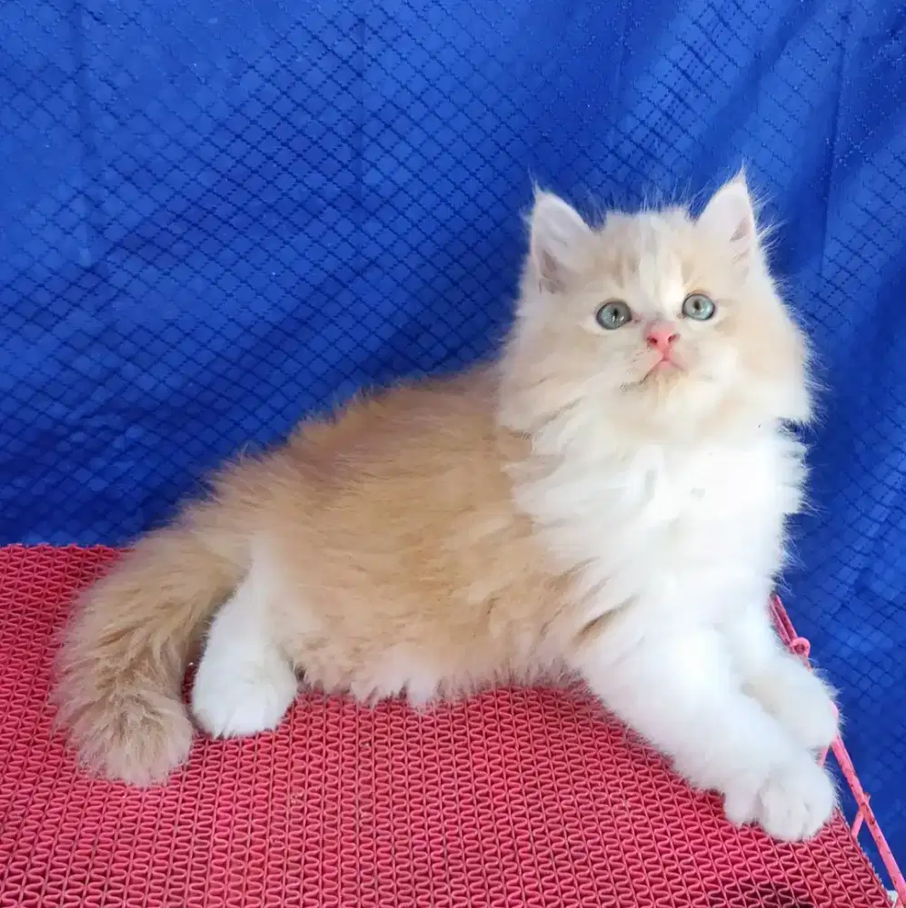 Anak kucing anggora/kitten flatnose jantan/kucing persia  jantan