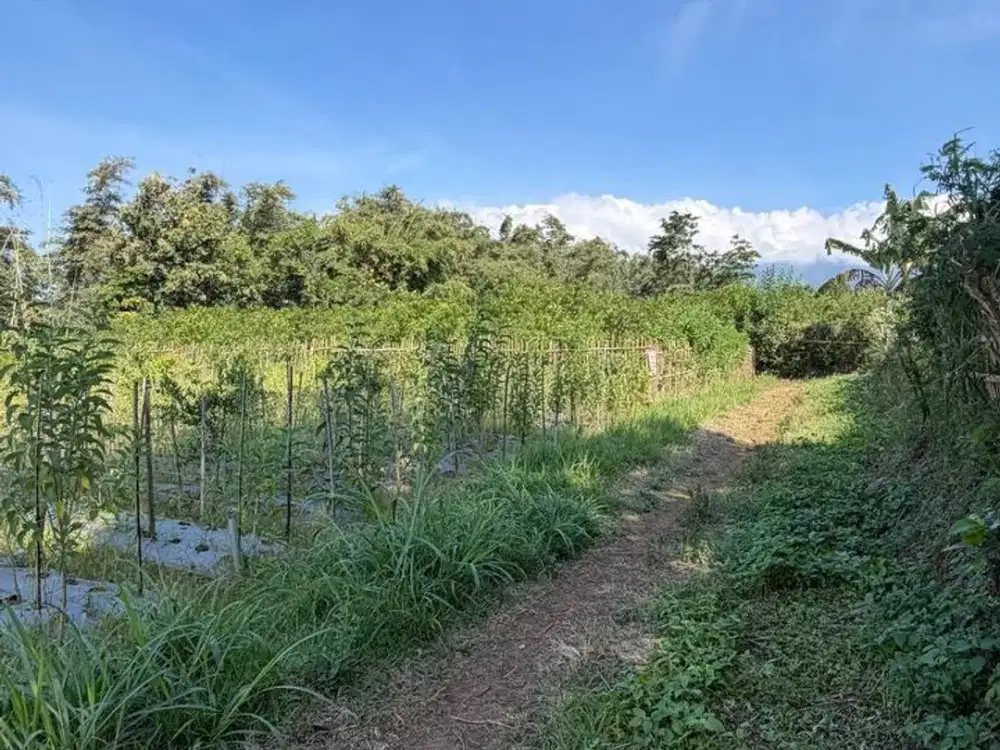 Tanah kavling joyogrand atas malang, cocok untuk investasi, ada tamanan jeruk dan cabe