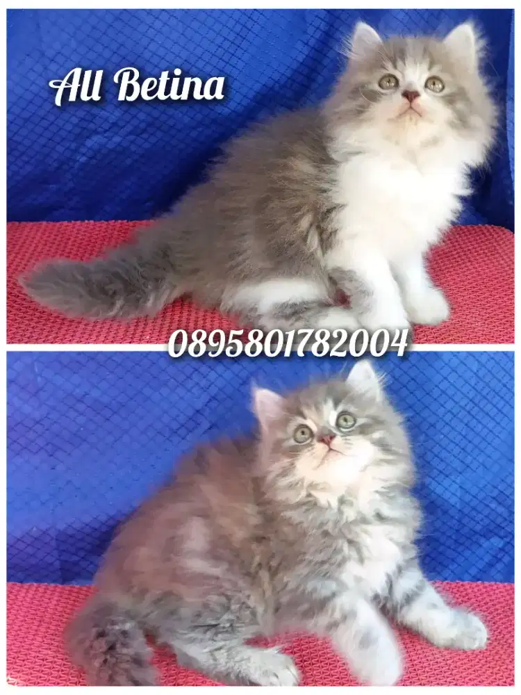 Anak kucing persia l/kitten persia  betina/kucing  persia betina