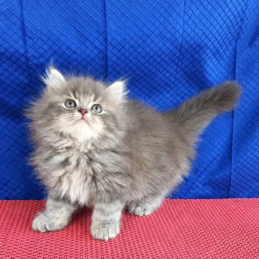 Anak kucing  anggora /kitten persia jantan /kucing persia flatnose