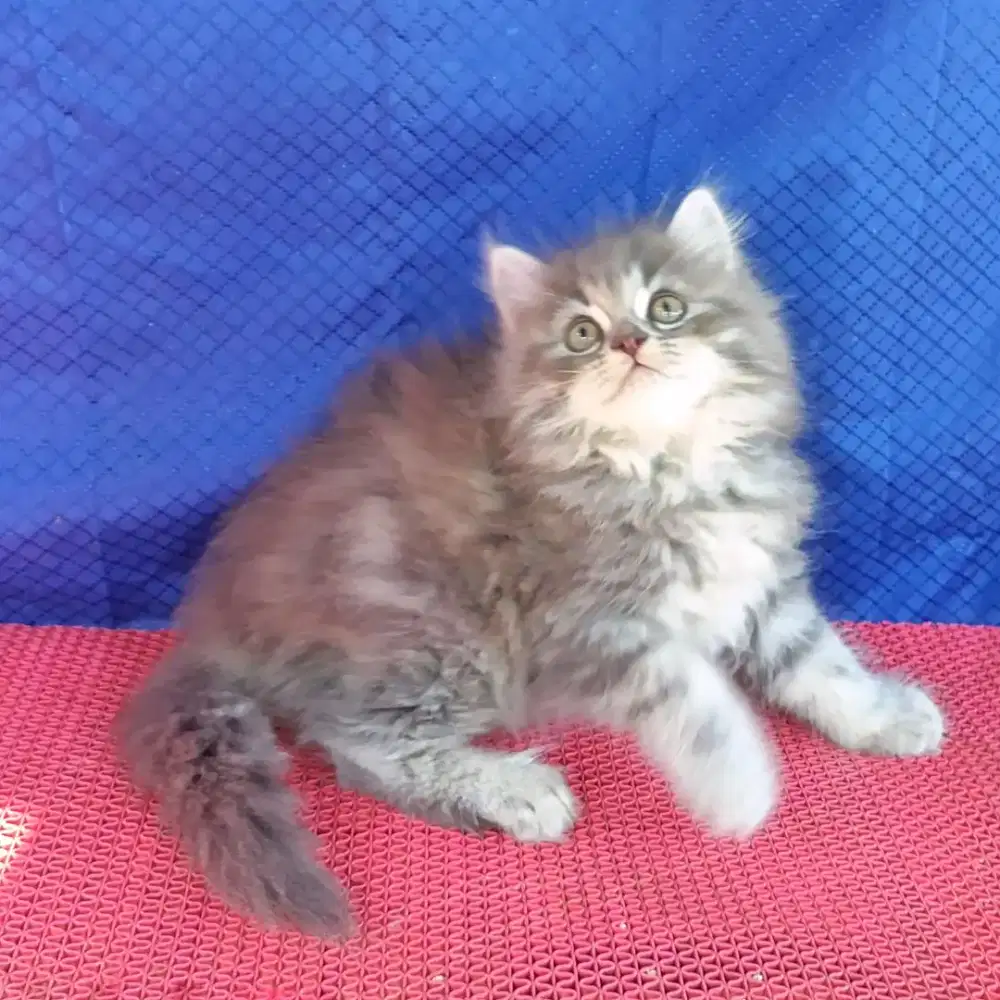 kucing persia betina/kitten.persia betina
