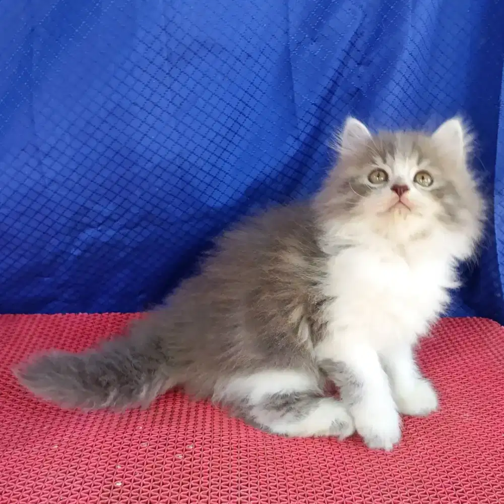 Kucing betina /kitten persia bbetina /kucing   persia