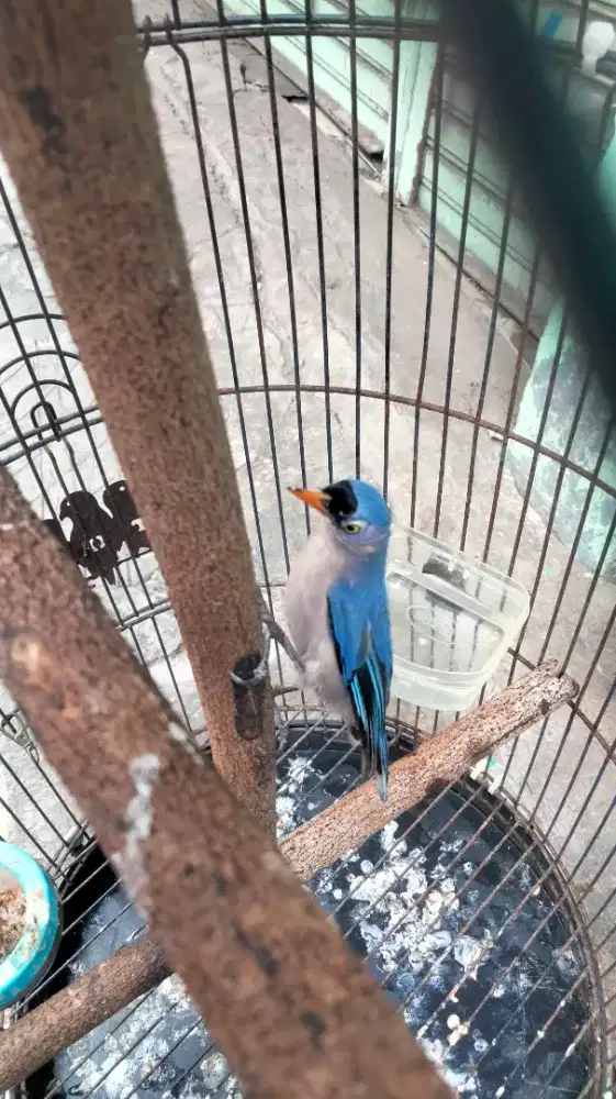 Burung Rambatan Paruh Merah Jantan Warna Cakep Buat Masteran Handal