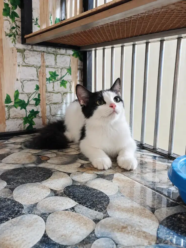 Kucing Persia tuxedo 3.5 bulan