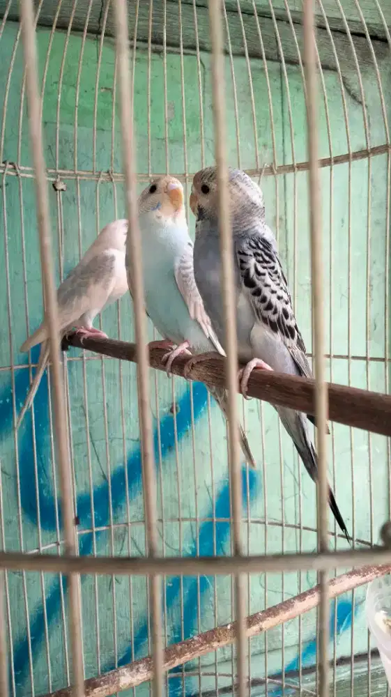 Parkit Import Warna Bagus Jinak Buat Aviari dan Masteran Handal Cocok