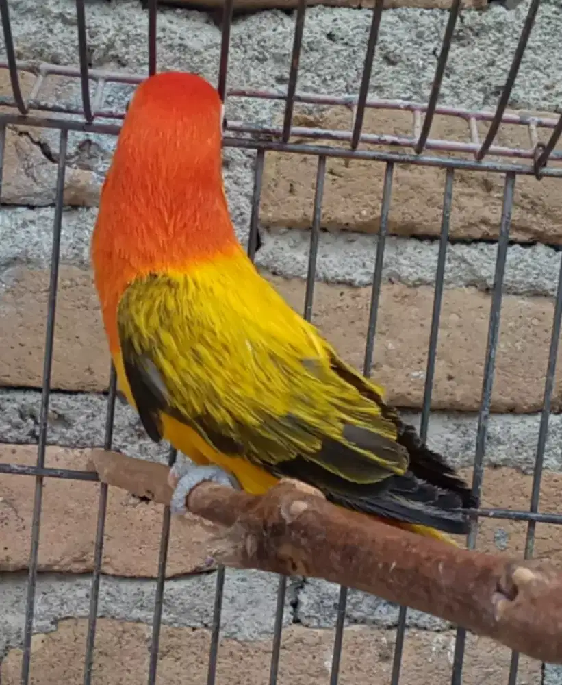 Seekor lovebird cantik