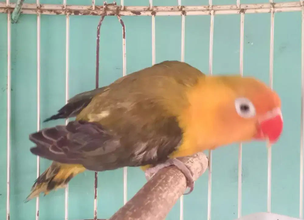 Lovebird biola  oke
