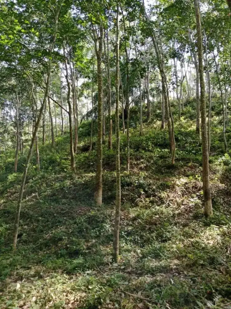 Jual Lahan Rambung/Karet 3 hektar