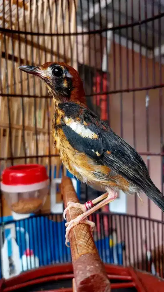 trotol anis kembang jantan dah bunyi