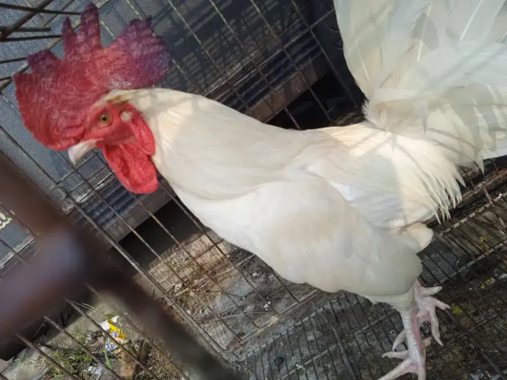 Ayam jantan putih polos kaki bulu pacuk putih bersih jengger tegak