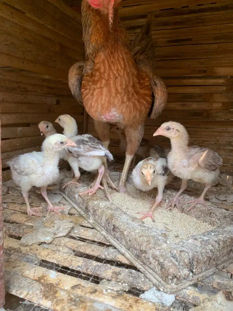 Anakan ayam bangkok pama