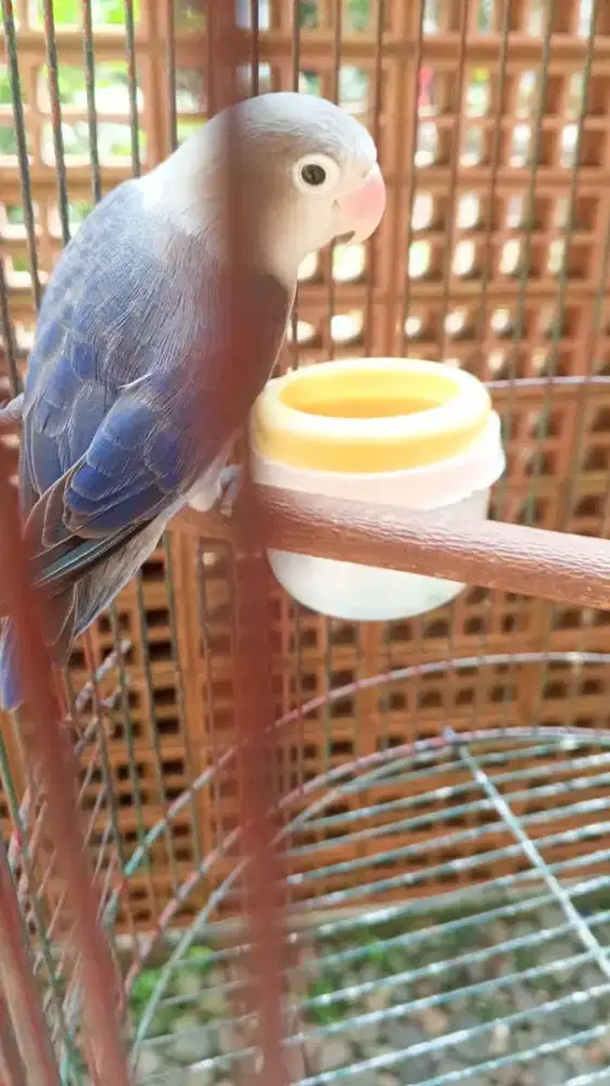 Lovebirs biru pastel