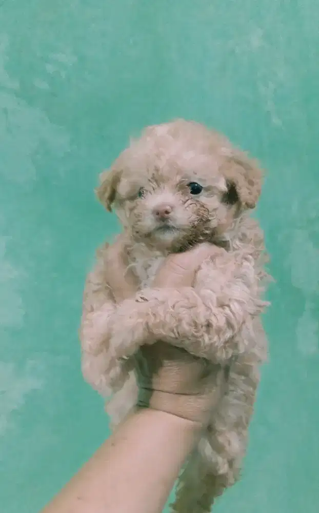 Puppy poodle betina