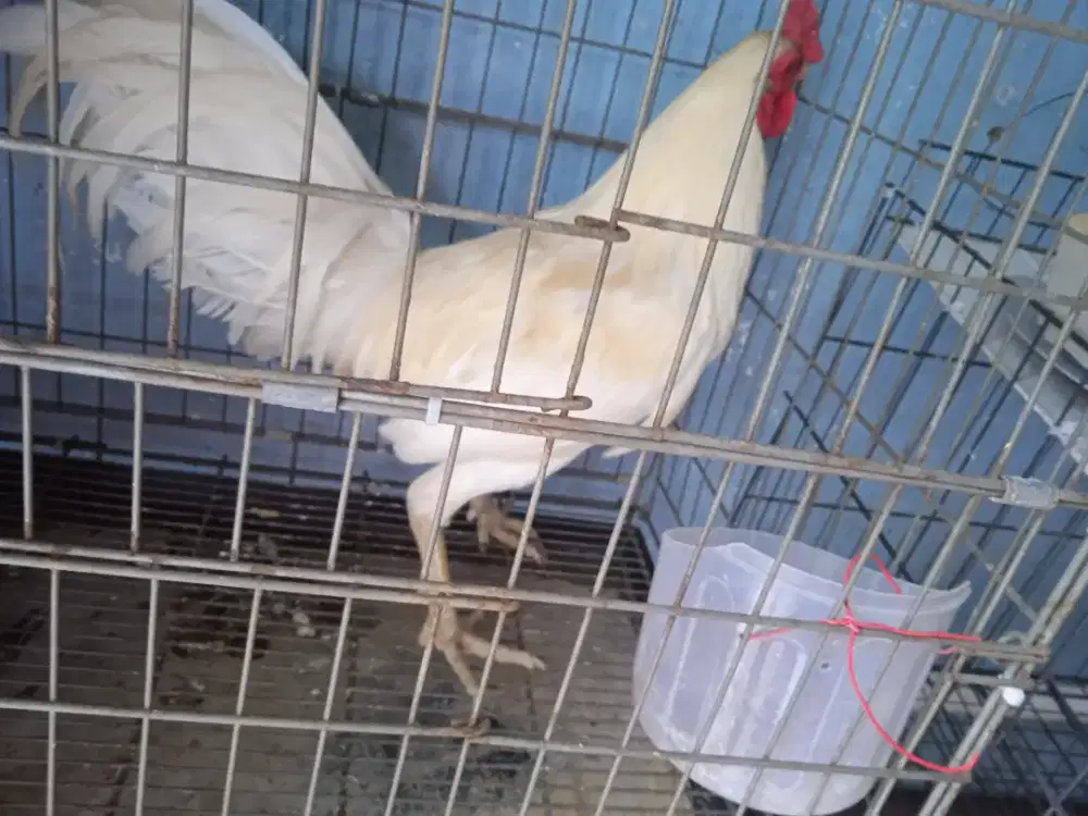 Ayam ketawa putih blasteran cocok utk hias rajin kokok