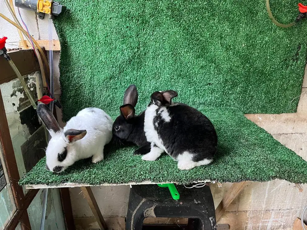 Kelinci Rex, Kelinci Lucu, Bulu Halus