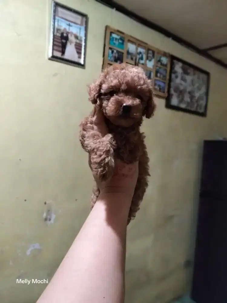 Red toy poodle betina
