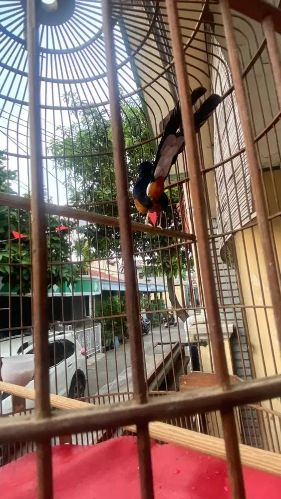 Murai Batu Medan Gacor
