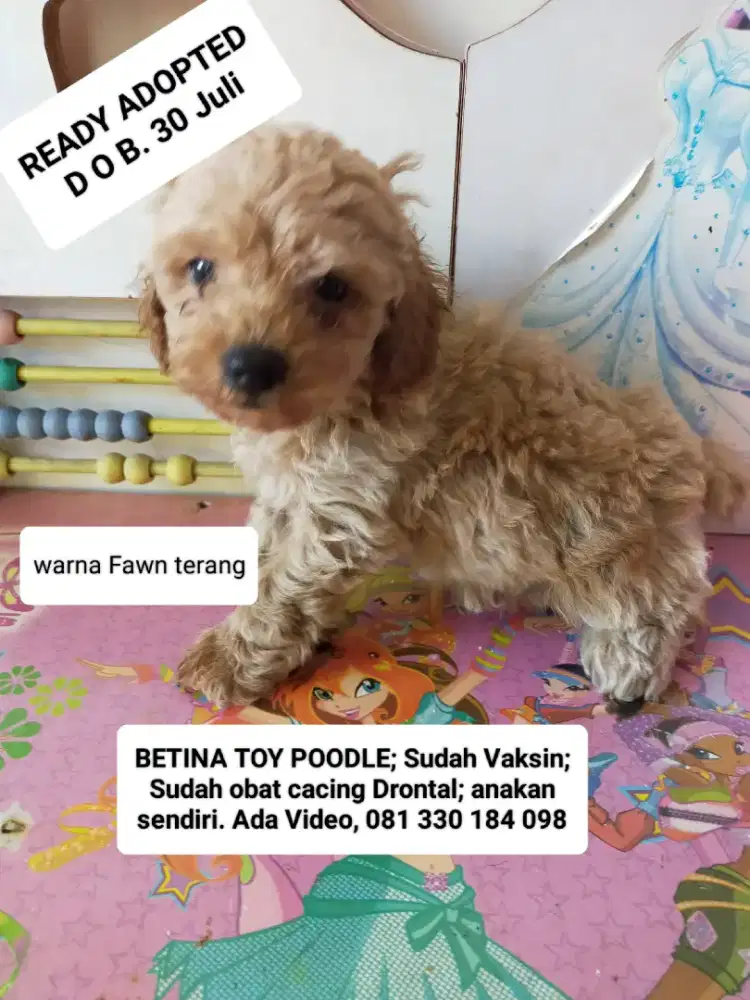 READY ADOPTED !! BETINA TOY POODLE. Anakkan sendiri.