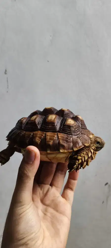 Sulcata Tortoise Kura kura darat 12cm