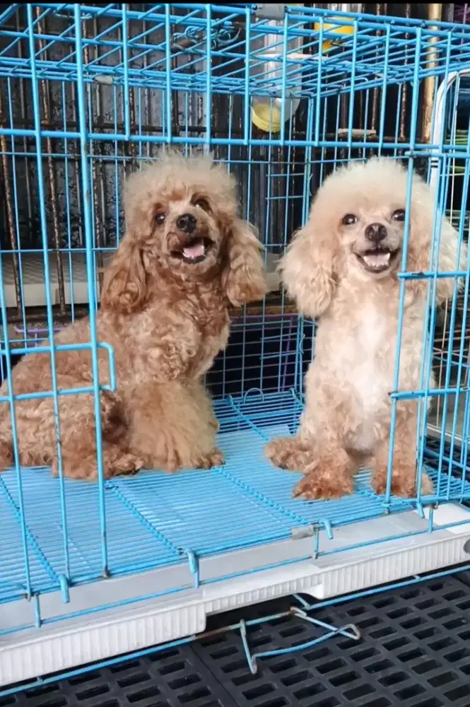 Toy poodle size mini ,T 21 cm pendek