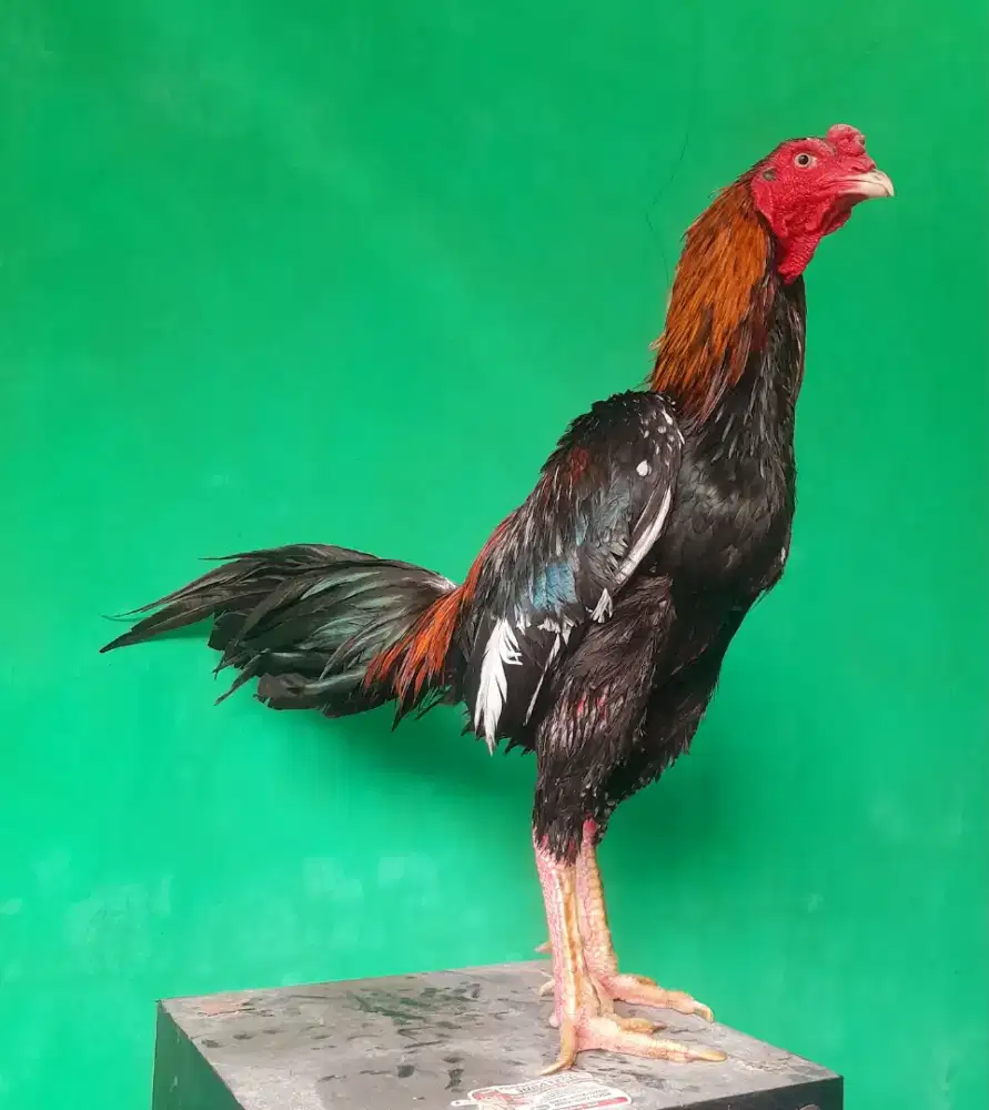 Ayam Bangkok, pakhoy super jalu