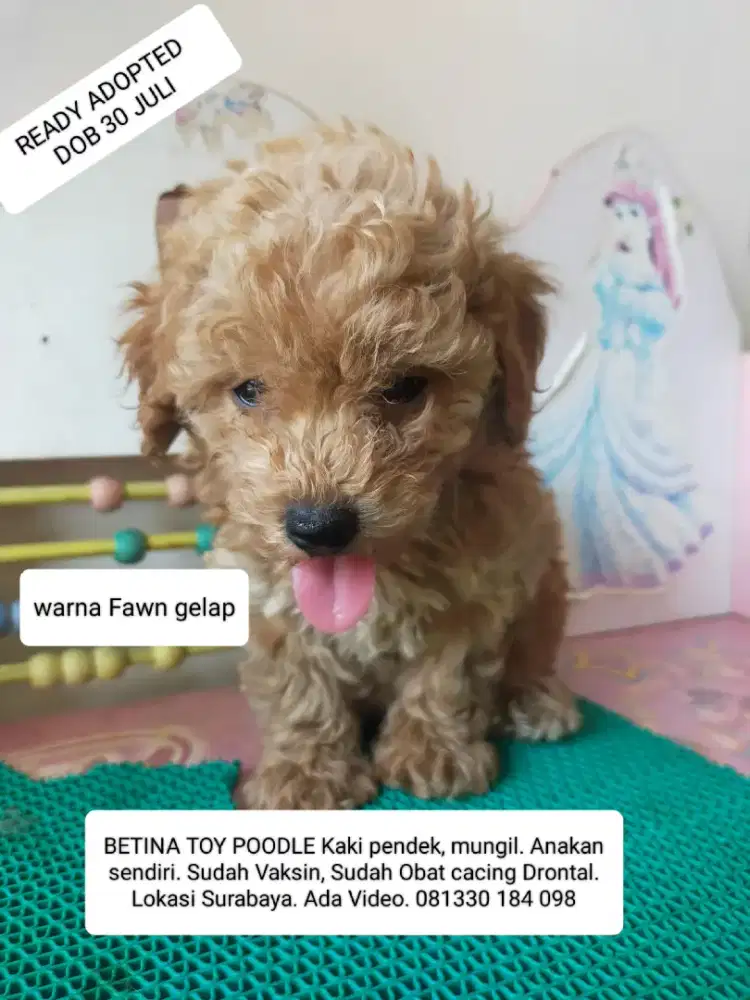 READY ADOPTED BETINA TOY POODLE DOB 30 Juli