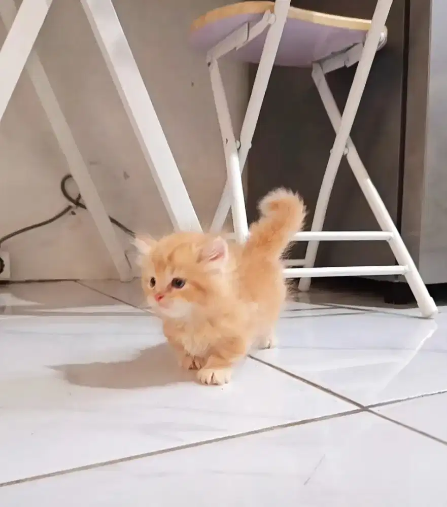 Munchkin jantan super cebol