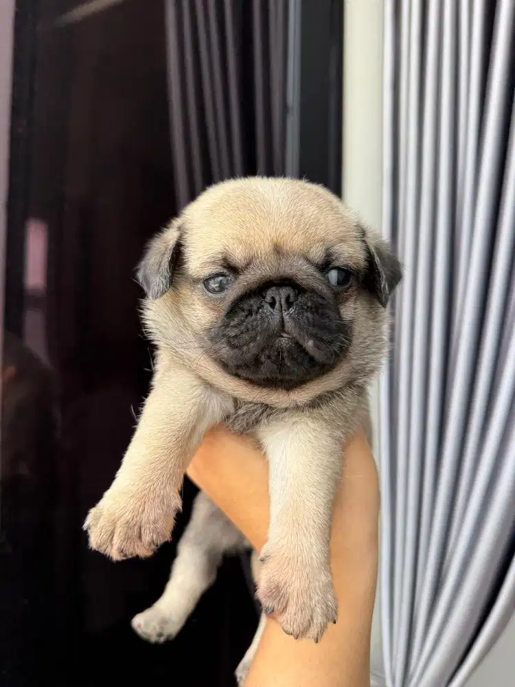 Pug cakep gendut