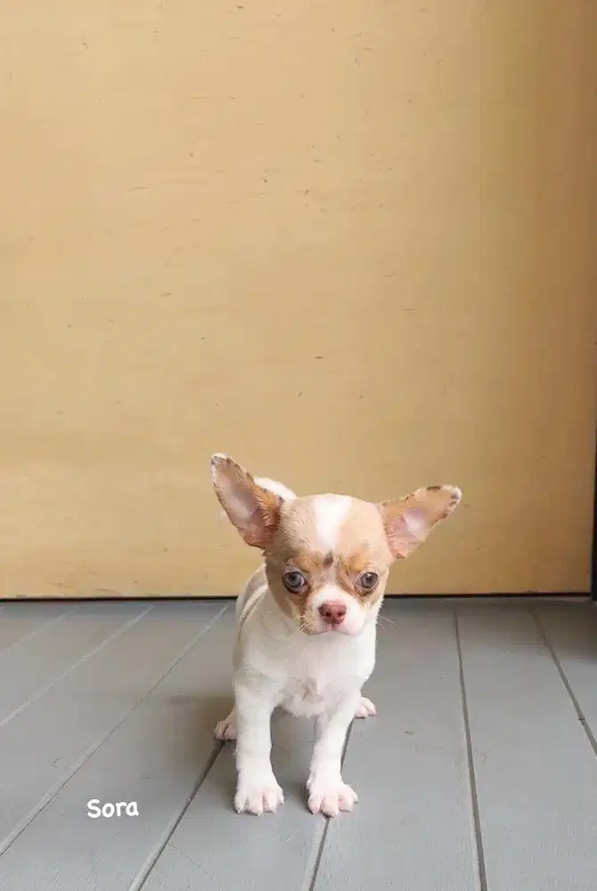 Chihuahua merle cantik