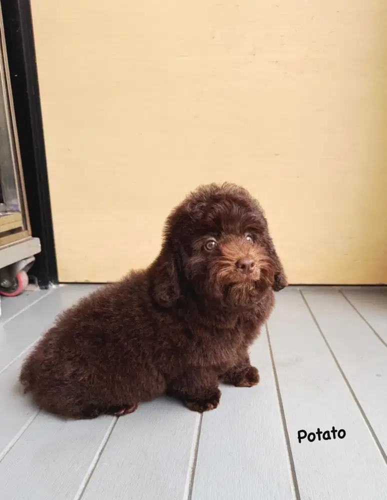 Choco poodle kaki pendek