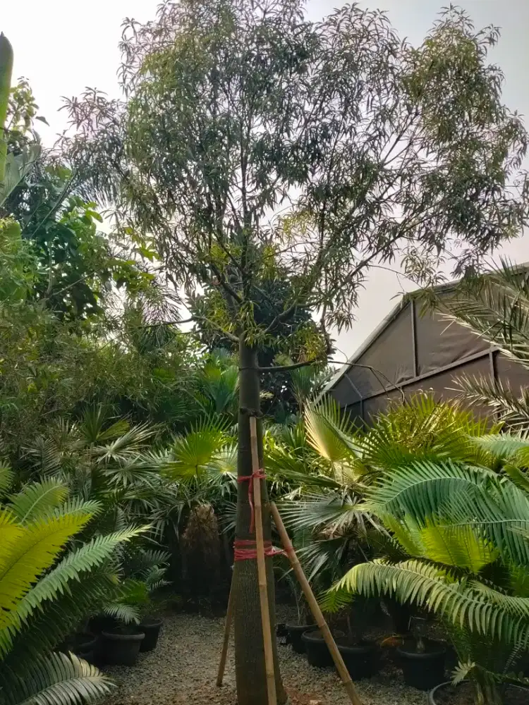 POHON BOTOL TREE
