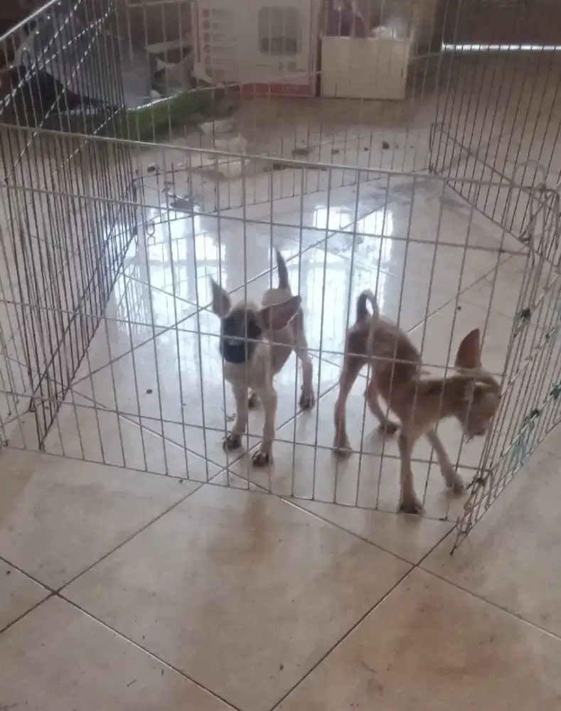 Anak Anjing Penjaga Rumah Nett