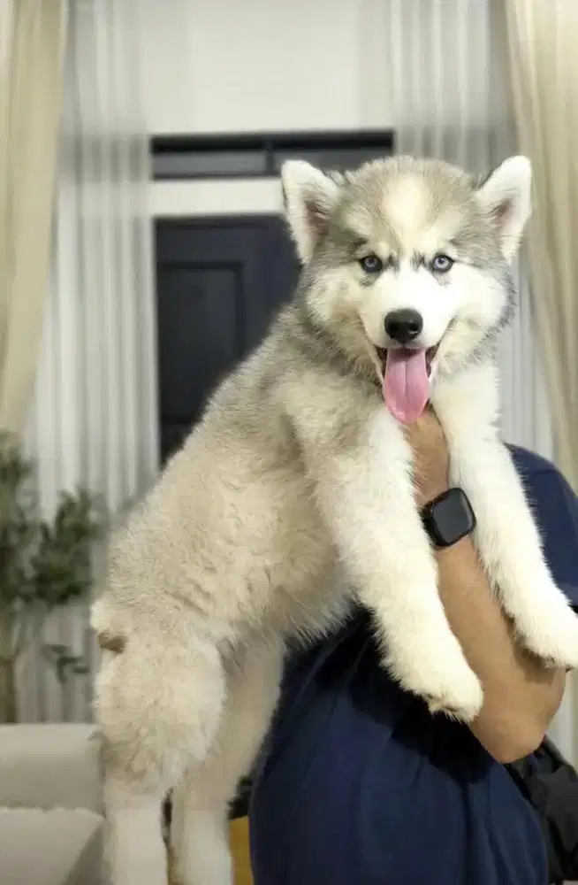 Siberian Husky Super Bigsize