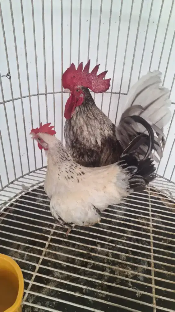 Di jual sepasang ayam kate bagus
