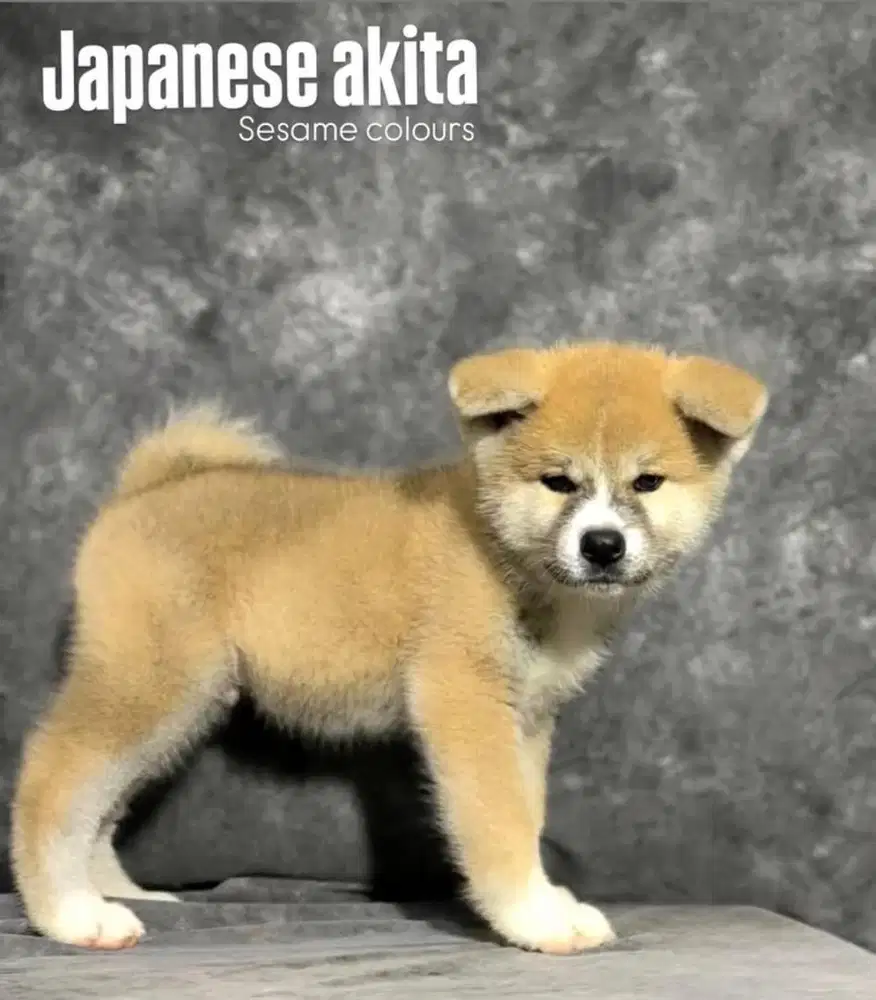 Puppies Japanese Akita