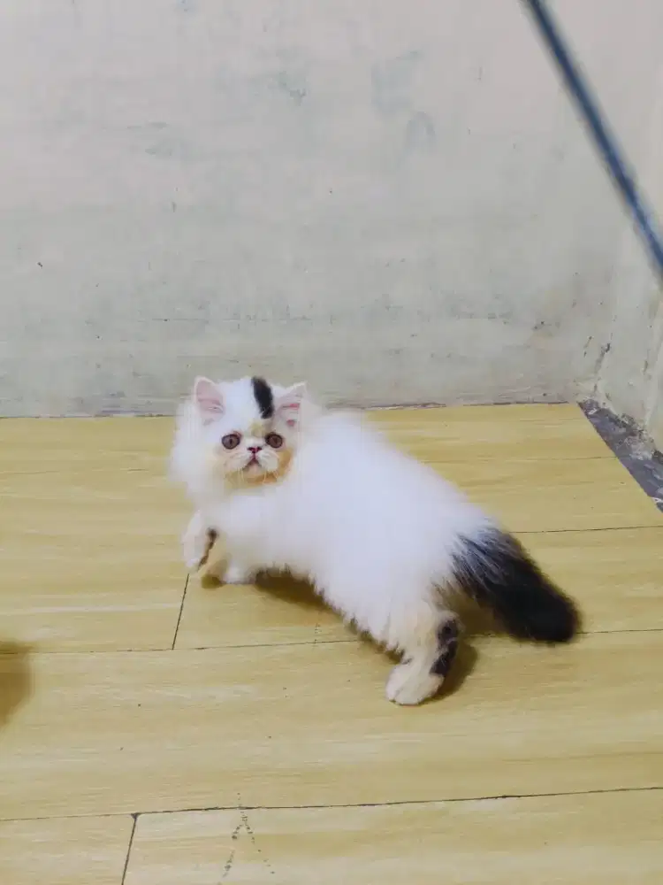 Kitten Persia Peaknose