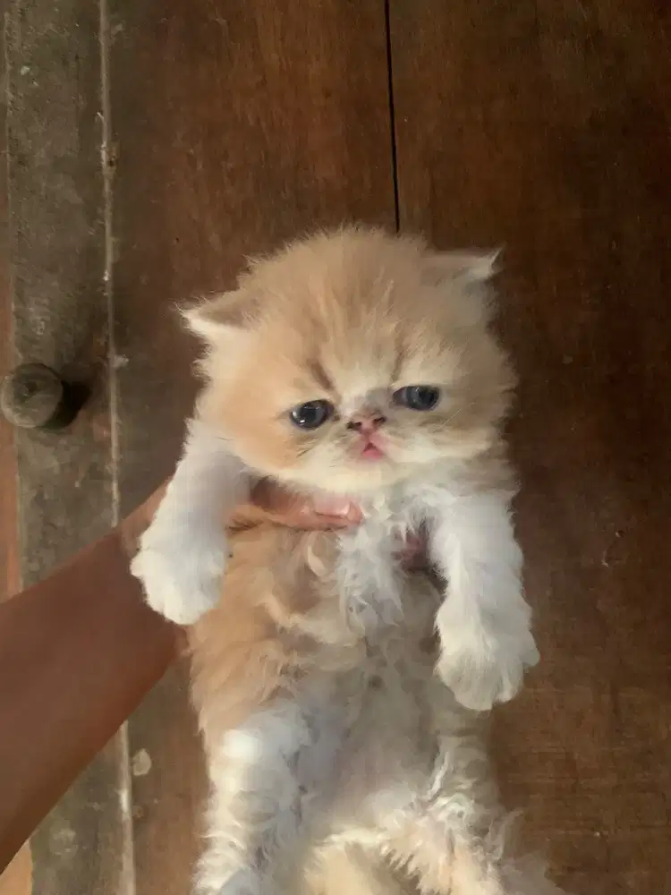 kitten lucu gembul